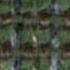 GFQ6